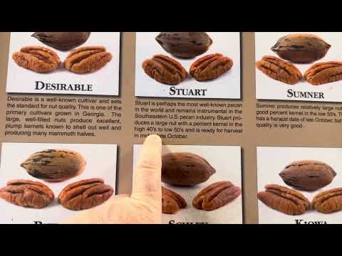 Pecan Lane 2025 introduction video