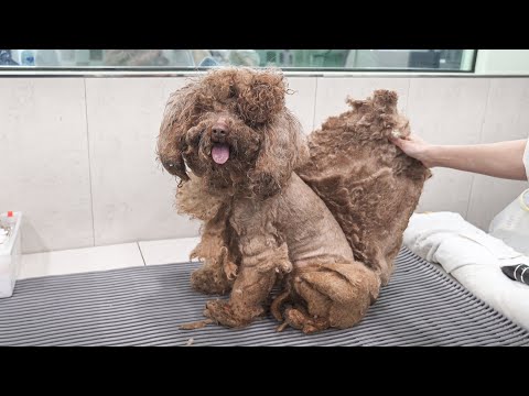 Going through the biggest crisis of 10 years of dog groomer life l SHUANDTREE are on the way [Ep. 2]
