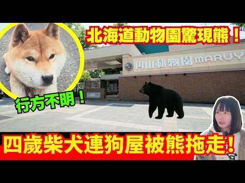 【日本各地熊出沒🚨】四歲柴犬慘被拖走、連狗帶屋拖幾公里！被捕的熊不能吃？焚化爐頂唔順要送落堆填區？？熊連環襲擊事件 | 日本新聞報導 | CC中文字幕 #熊出沒 #柴犬 #廣東話 #新聞 #突發