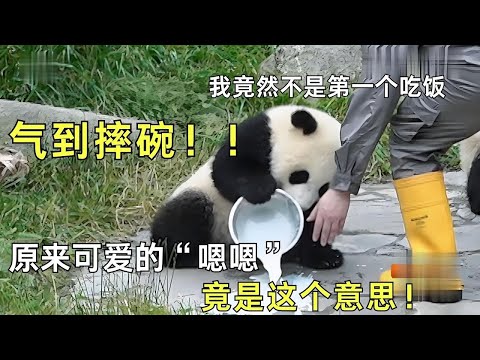 不是第一个吃饭就摔盆，还不让其他熊猫喝盆盆奶，熊猫宝贝霸道起来你不敢想，原来可爱的“嗯嗯”竟是这个意思！ #大熊猫 【往事记忆】