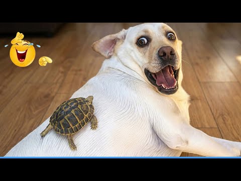 You Will Die Laughing At These Dog 😹🐶The Funniest dog Moments Compilation 🐾