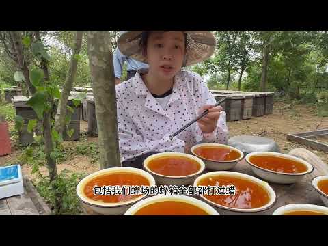 蜂窝是怎么来的它又有什么用竟还是蜂农的一笔额外大收入 小汤蜂蜜 蜂窝 蜜蜂世界 蜂蜡 在拍一种很新的