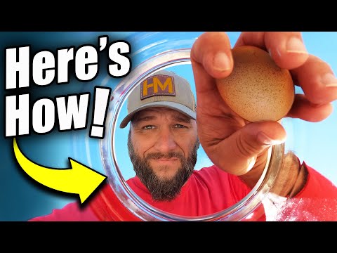 Here's Why You Should Raise Chickens!