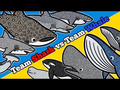 Shark or Whale? |  Let's Draw & Color Sea Animals and Learn Fun Animal Facts about Sharks and Whales