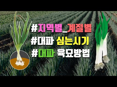 대파 모종 심는시기 대파육묘 씨앗 파종시기와 대파 키우기