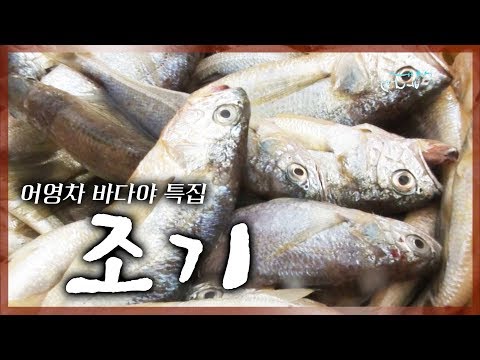 [어영차바다야 특집] 꾸르륵 우는 백성의 물고기 '조기'  #조기 #부세 #민어 #조기찌개 #조기완자 #조기어죽