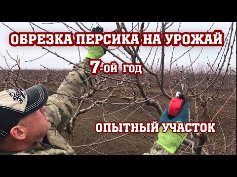 ОБРЕЗКА ПЕРСИКА НА УРОЖАЙ/7-ой год от посадки/Опытный участок