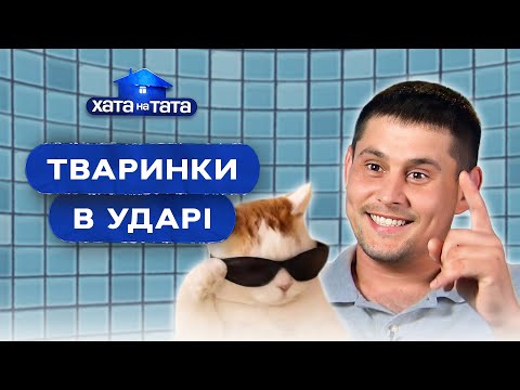 На колінах перед котами: татусі виховують тварин – Хата на тата | НАЙКРАЩІ ВИПУСКИ