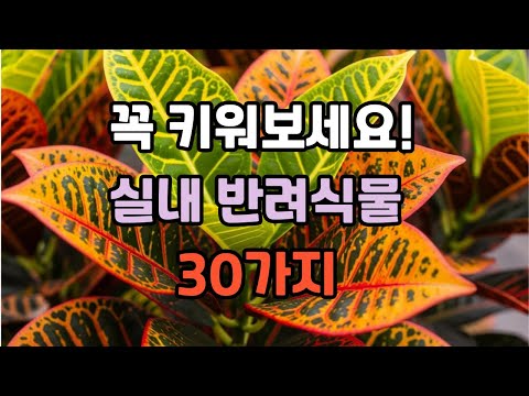 꼭 키워보세요! 실내 반려식물 30가지
