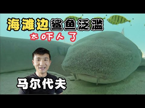 《环球探海记》马尔代夫 第17天：这么多的大鲨鱼卧在沙地上，难道都是在睡觉？ #马尔代夫 #旅行攻略 #旅行 #旅拍 #马代居民岛