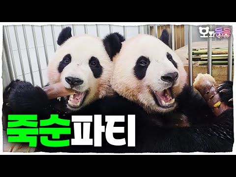 [OwaDoongDoong] ep.35 🥟 Cute Chubby Baby Pandas' Bamboo Shoot Mukbang│ Panda World