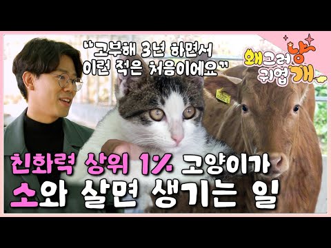 The epitome of a dog-cat! One day, a stray cat, ranked in the top 1% for friendliness, came to me...