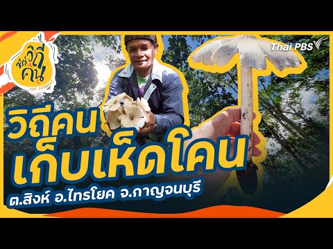 The way of life of mushroom gatherers in Tambon Sing, Amphoe Sai Yok, Kanchanaburi Province | Way...