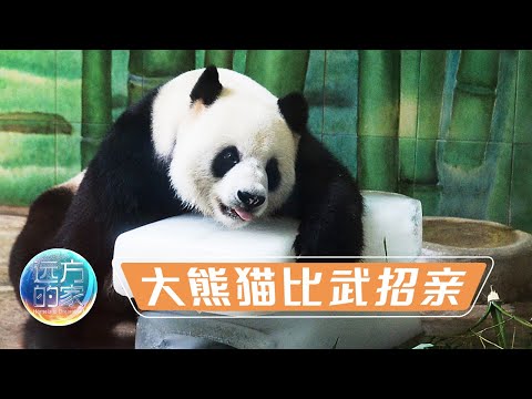 大熊猫国家公园唐家河片区 寻找竹林深处的“隐士”——大熊猫 20220307 |《远方的家》CCTV中文国际