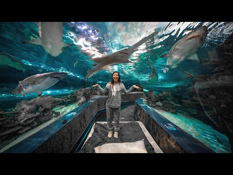 WE SLEPT WITH SHARKS (overnight in an aquarium)