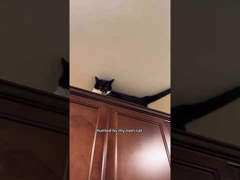 Cats Being Weird🐶🐱Try Not To Laugh😜 #cat #funnycats #funnydogs #dog #funnyanimals #pets #shorts #lol