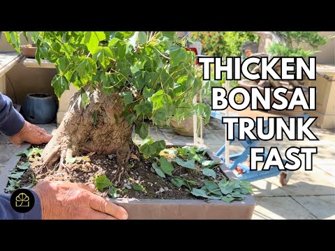 Cut Your Bonsai Like This to Thicken the Trunk