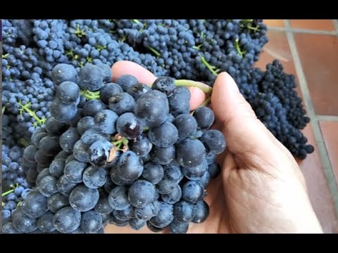 Rotwein selber machen (1)