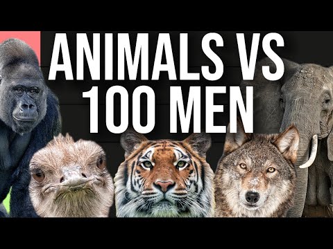 What Animals Can 100 People Actually Beat? (Tier List)