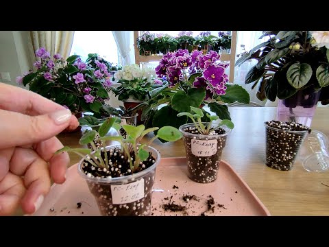 Детки минифиалок, трейлеров и стандартных фиалок отсаживаю от листа