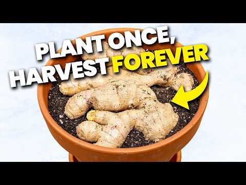 Grow ENDLESS Ginger At Home From Store Bought Ginger