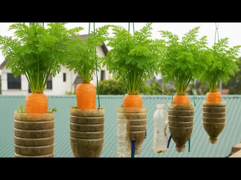 Grow Carrots in Hanging Plastic Bottles | Easy Urban Gardening Tips