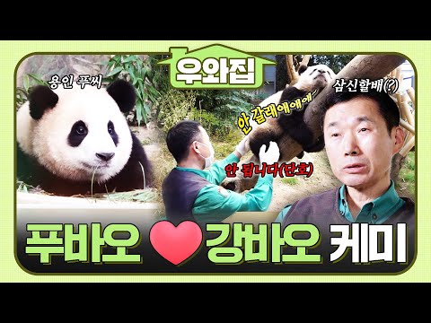 [🏠#Wowhouse] ⭐Shufustar⭐ A collection of Fu Bao and Kang Bao's chemistry.zip #TVAnimalFarm #Anima...