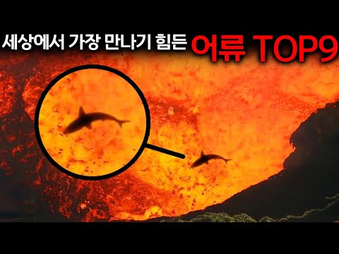 이 물고기는 미쳤습니다. 낚시꾼들이 포기한 전설의 생선