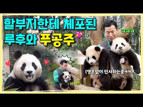 [ep.228] 할부지께 안겨 영혼없이 인사하고 있는 루이후이와🤣 할부지들 사랑 듬뿍 받는 젤예쁜 푸바오!!💕 퇴근하기 싫은 강루이의 잇몸 포효ㅋㅋㅋㅋ💨ㅣ에버랜드 판다월드
