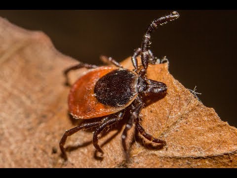 Как защититься от клещей | Комплексные меры | Советы охотника