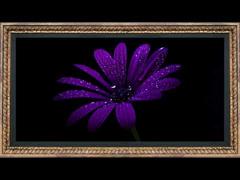 4K Floral Frame | Frame TV Art Screen Saver | Frame Studio 4K