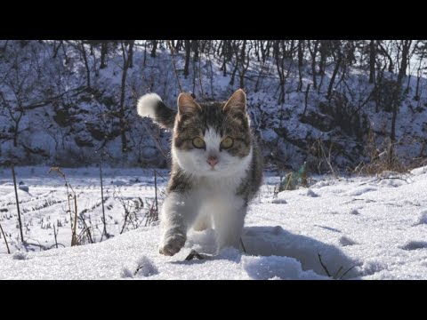 어느날 나타난 애교냥이 동구 영상 모음