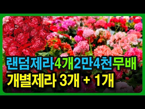 The ultimate special discount! 41 varieties of geraniums are half-price! 4 random boxes for as lo...