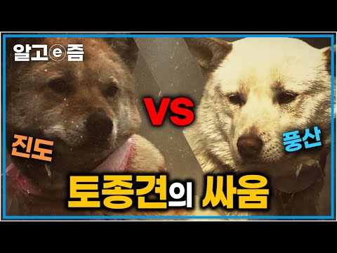 한국의 토종개, 진돗개와 풍산개가 서열을 가린다.과연 그 결과는?│세상에 나쁜 개는 없다 │ 알고e즘