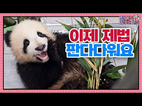 (SUB) Baby Twin Pandas Play Around With Camera🐼│Panda World