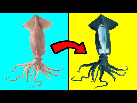 Weirdest Things Ever Found Inside Animals