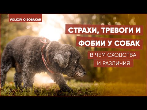 Страхи, тревоги и фобии у собак. В чем сходства и различия.
