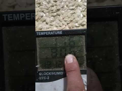 Сушіння насіння гарбуза 🎃🎃🎃 2025