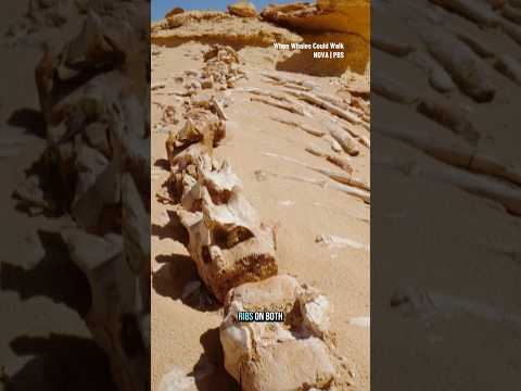 This massive skeleton belongs to an ancient whale #short #whale #fossil