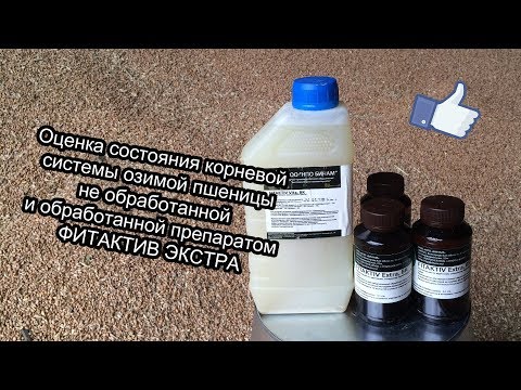 Фитактив ЭКСТРА. Влияние на корневую систему озимой пшеницы