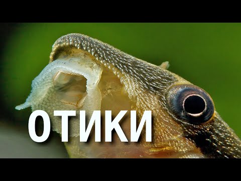 Отоцинклюсы: мифы и реальность