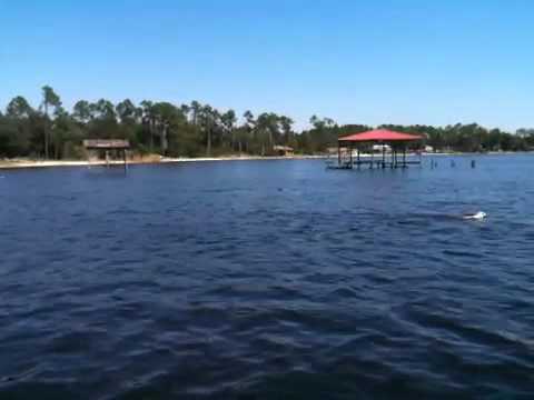 Lab swims with porpoises
