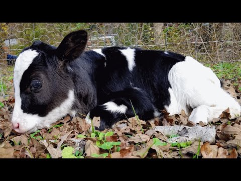 Nobody wanted this cow. Then she met the man of her dreams.