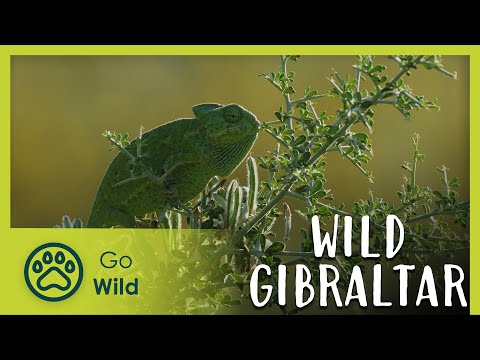 Wild Gibraltar | Go Wild