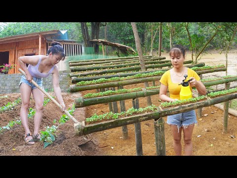 REWIND TIMELAPSE --Unique Technique of Growing Vegetable in Bamboo Tube /from Planting to Harvesting