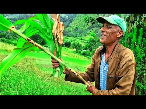 ✅ እሸቱን ከጓሮው ሲቆርጥ የማይሳሳው ያገሬ ገበሬ ❤  #የገጠርለዛ   #wollo