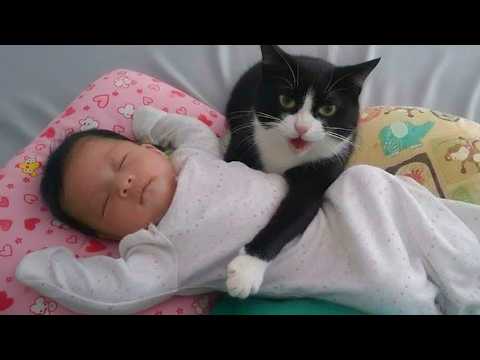 Cats Protecting Babies Like Their Little Ones!😘😸