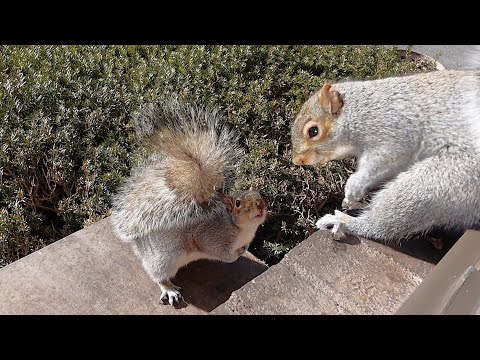 Hilarious argument between two squirrels