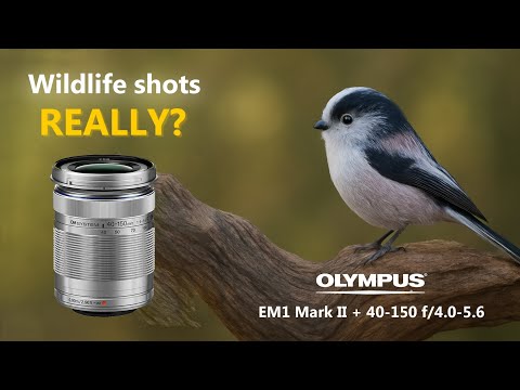 Can You Really Shoot Wildlife with This Budget Olympus Lens?