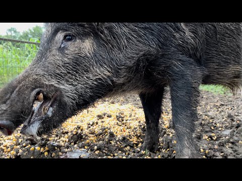 Huge hog caught in the big pig trap. (Did I just spot a panther?)